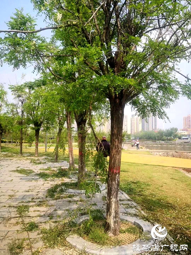  槐花才飘香 惨遭“摧花手”