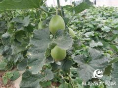 香瓜开启甜蜜的事业