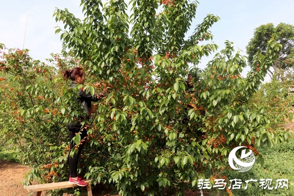 泌阳： 樱桃富民靓乡村
