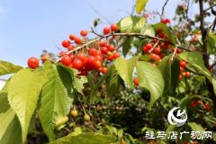泌阳： 樱桃富民靓乡村