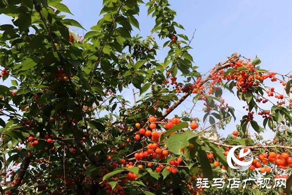 泌阳： 樱桃富民靓乡村