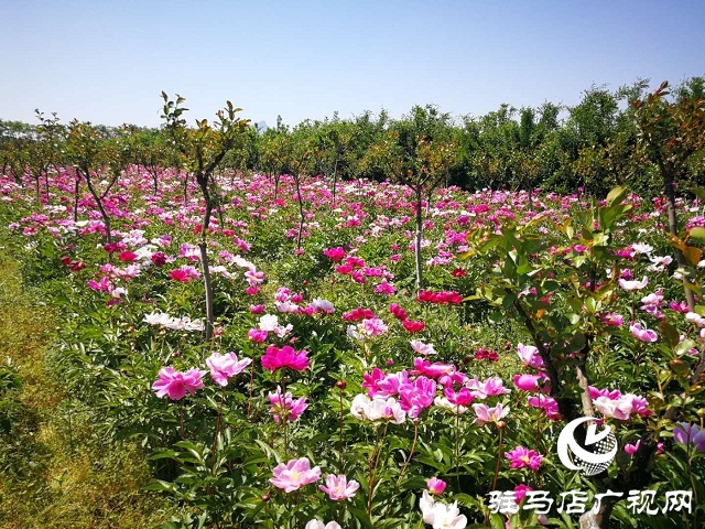 驻马店：百亩芍药 花开如海