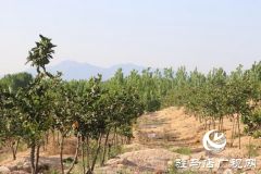 泌阳：农林合作社富了村民 美了乡村