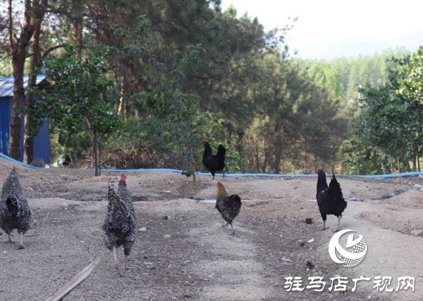 泌阳：农林合作社富了村民 美了乡村