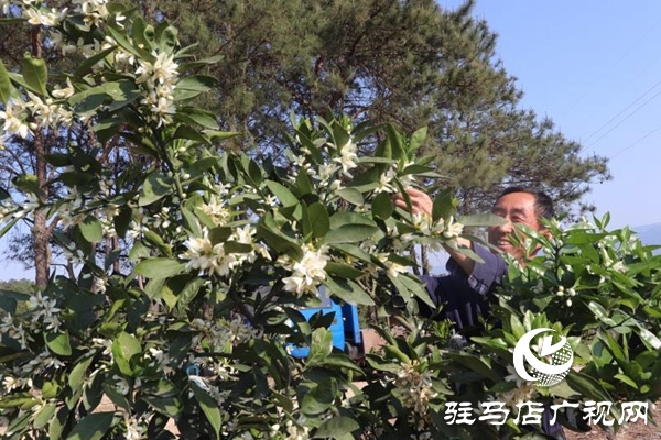 泌阳：农林合作社富了村民 美了乡村