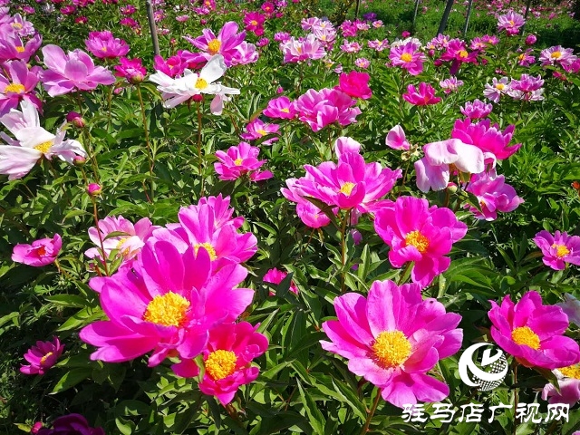 驻马店：百亩芍药 花开如海