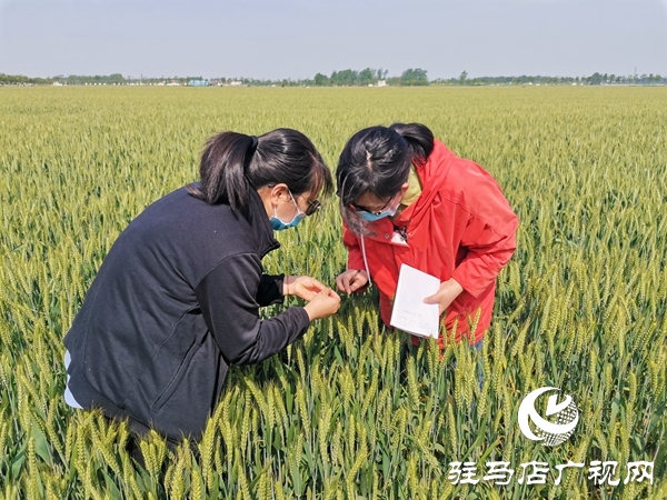正阳：150万亩冬小麦进入灌浆期 农气专家地头开防治“药方”