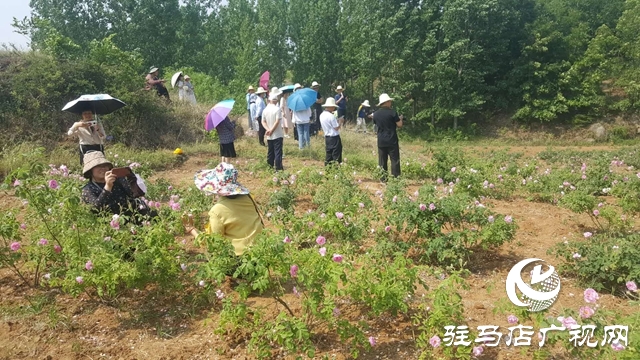 泌阳县王店镇：美丽“香”村闻名四方成为旅游网红打卡地