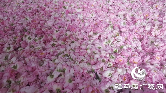 泌阳县王店镇：美丽“香”村闻名四方成为旅游网红打卡地