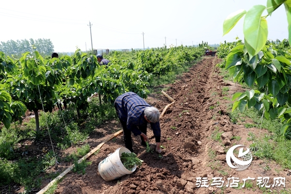 汝南县板店乡:幼龄梨园套种忙