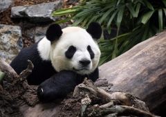 因疫情无法运送竹子 加拿大将提前送还中国大熊猫