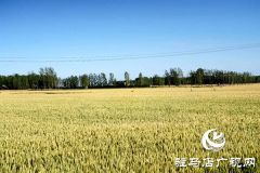 泌阳:创新流转服务新模式 激发农业生产新动力