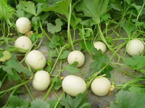 泌阳夫妻俩靠种植香瓜走上致富路