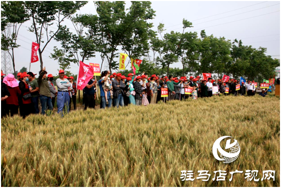 驿城区水屯镇：麦田观摩 预定“丰收”
