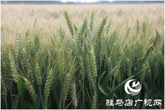 驿城区水屯镇：麦田观摩 预定“丰收”