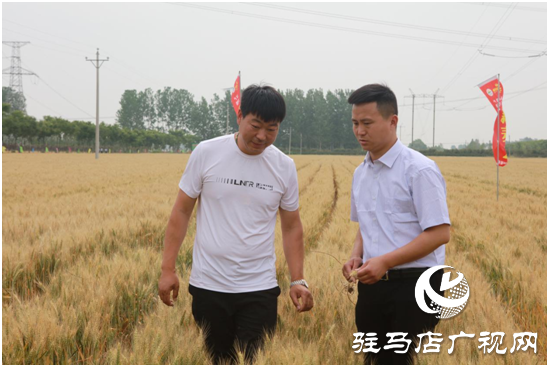 驿城区水屯镇：麦田观摩 预定“丰收”