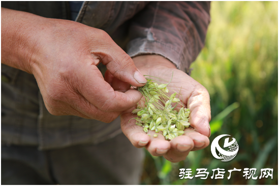 驿城区水屯镇：麦田观摩 预定“丰收”