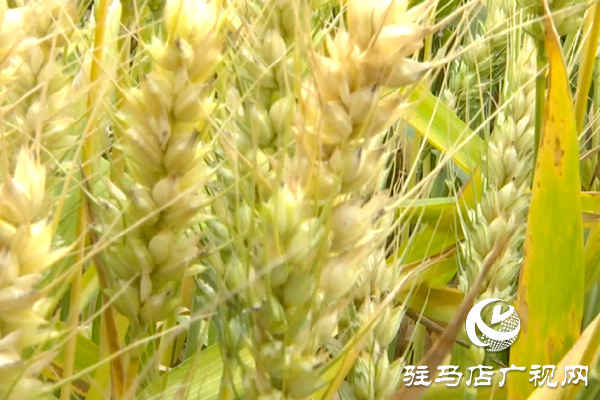 重磅！麦熟宝，惊艳亮相！2020年北沃农业再出大招！