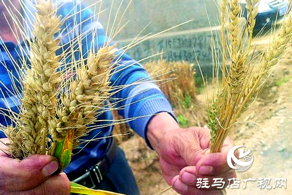 重磅！麦熟宝，惊艳亮相！2020年北沃农业再出大招！