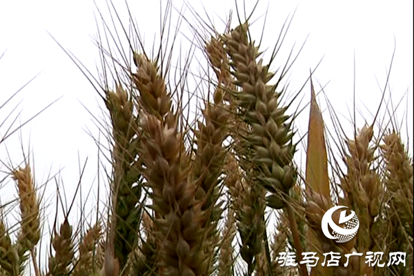 重磅！麦熟宝，惊艳亮相！2020年北沃农业再出大招！