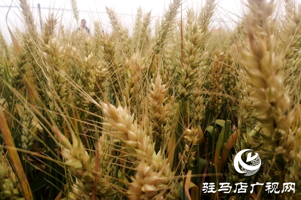 重磅！麦熟宝，惊艳亮相！2020年北沃农业再出大招！