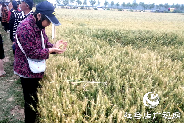 重磅！麦熟宝，惊艳亮相！2020年北沃农业再出大招！