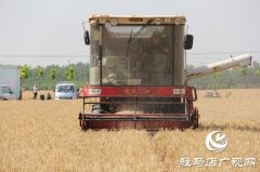 小满时节麦收忙