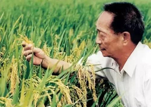 袁隆平等6人获聘中国农民丰收节推广大使