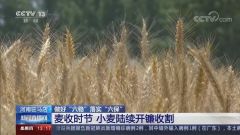 【央视新闻关注驻马店】麦浪滚滚遍地金黄 开镰收割忙