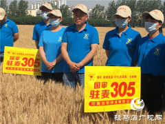 粮食要高产  良种是首选——河南驻研种业“驻麦305”提纯复状纪实