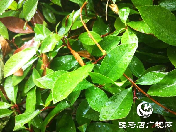 市园林绿化中心出动十余辆水车为绿化带“消暑解渴”