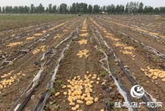 上蔡县曹王村：土豆丰收农民乐