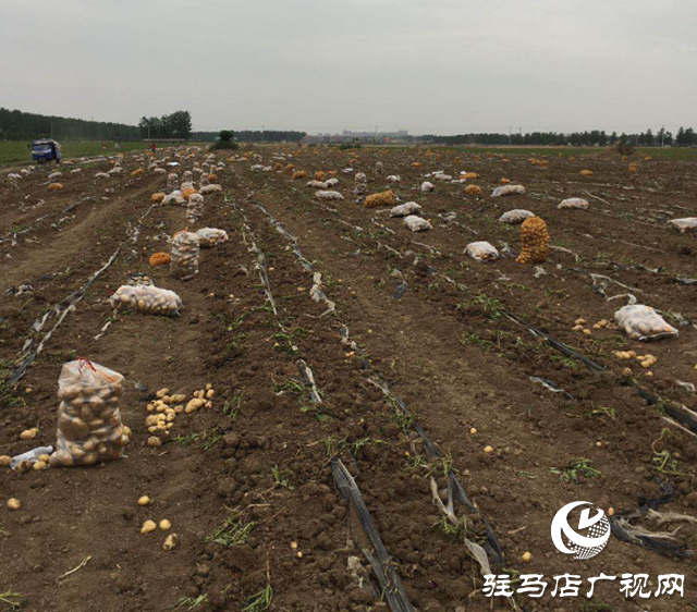 上蔡县曹王村：土豆丰收农民乐