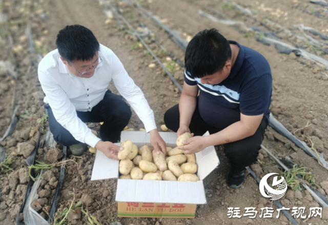 上蔡县曹王村：土豆丰收农民乐