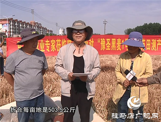 吨源种业彩色小麦喜获丰收
