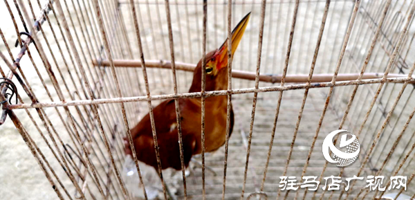 小鸟路边受伤  好心村民帮助