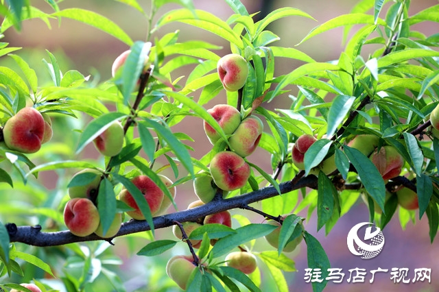 河南驻马店驿城区：蟠桃扶贫产业果农攀上致富路