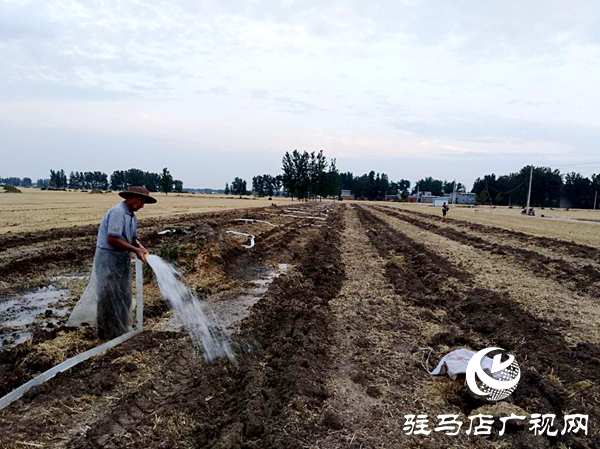 平舆县玉皇庙乡：掀起抗旱保秋新高潮
