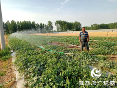 平舆县玉皇庙乡：掀起抗旱保秋新高潮