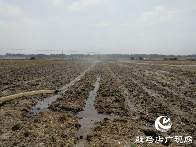 汝南县邢庄村:筑坝截水、疏通沟渠，抗旱抢种保“三夏”