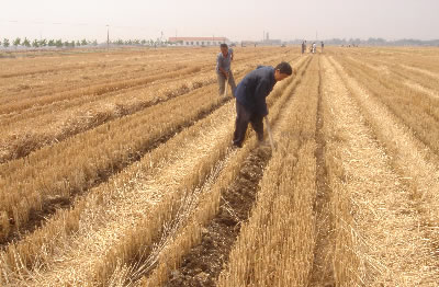 遂平县加快农业供给侧改革 引领小麦做优做强