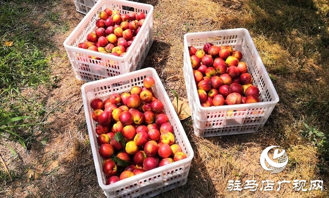 汝南县王岗镇：百亩鲜桃喜获丰收 第一书记网上代言