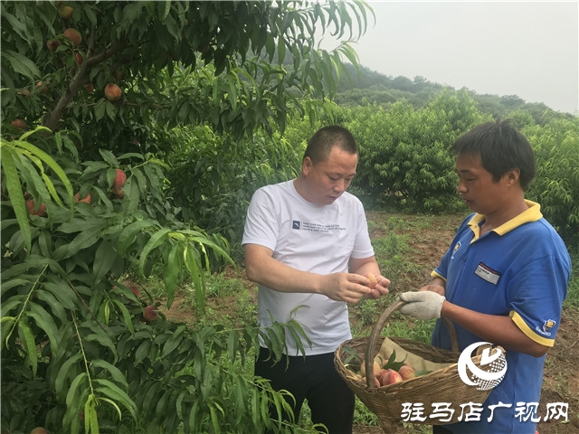 千亩紫英桃结出致富新希望