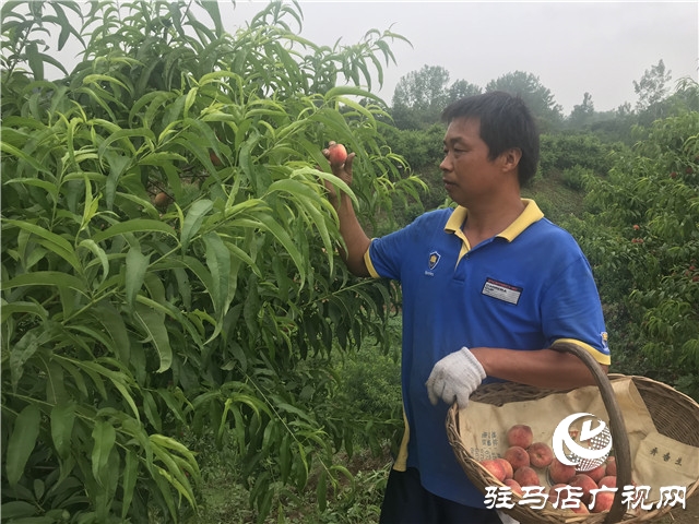 千亩紫英桃结出致富新希望