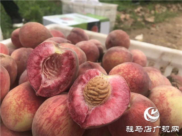 千亩紫英桃结出致富新希望