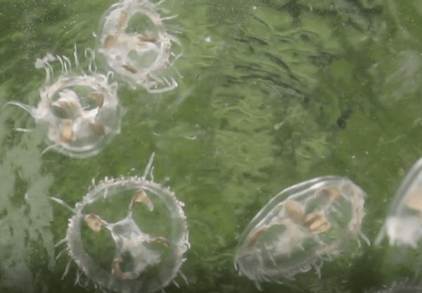 罕见！濒危生物“桃花水母”现身云南 有水中“活化石”之称