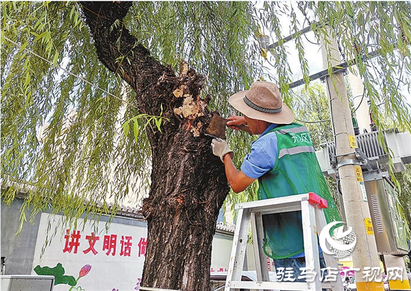  开发区城管局进行夏季绿化养护管理