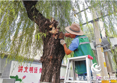  开发区城管局进行夏季绿化养护管理