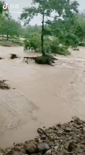 连续降雨致泌阳县下碑寺乡下陈村西大桥被洪水冲垮