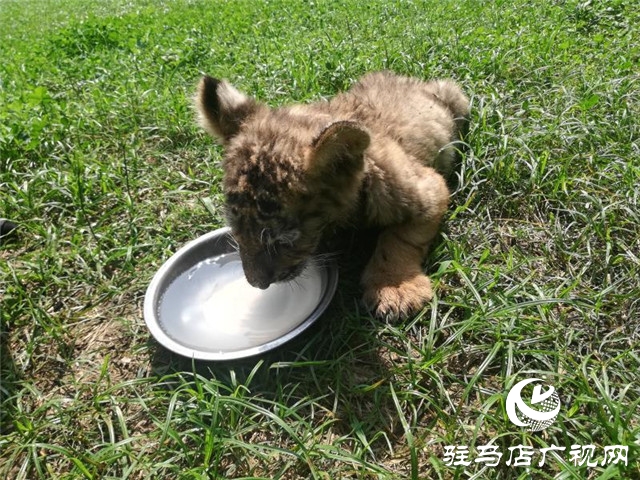 驻马店南海公园动物园喜添虎仔 狮仔